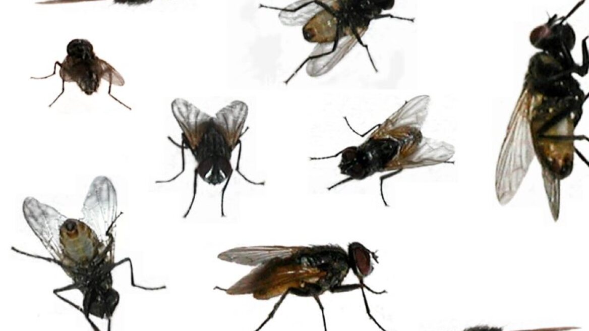 Αυστραλία: Επέζησε τρώγοντας μύγες και άλλα έντομα!