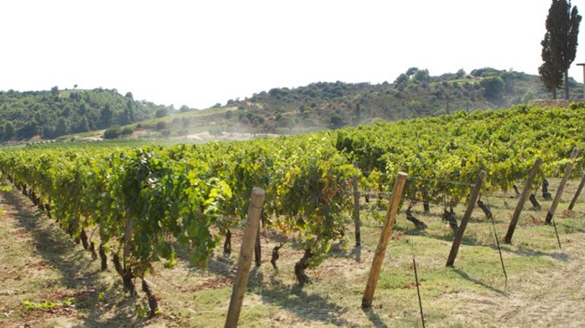 Γερμανοί τουρίστες στα αμπέλια του Αγίου Όρους 