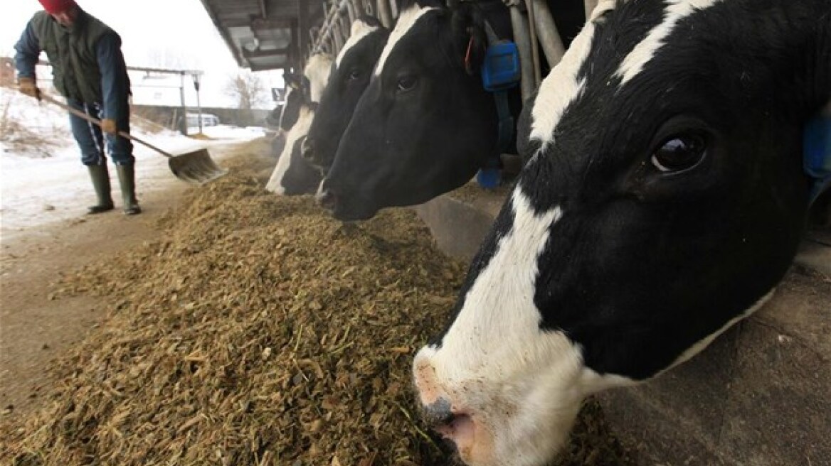 Φθιώτιδα: Επιβεβαιώθηκαν δύο κρούσματα της νόσου των «τρελών αγελάδων»