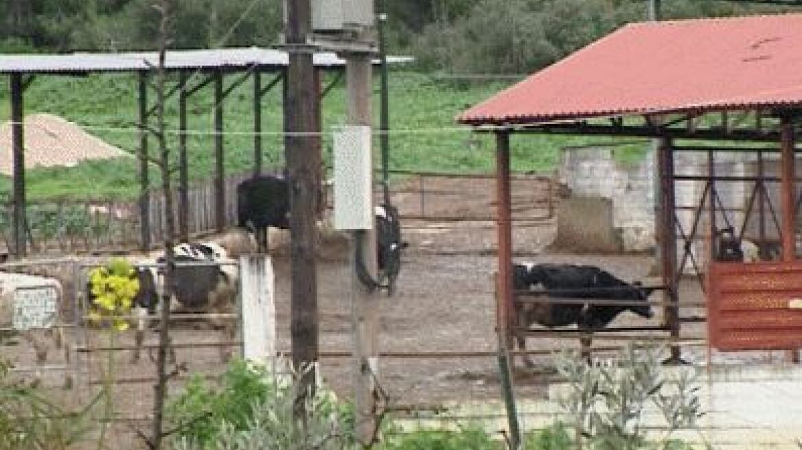 Κρούσμα «τρελών αγελάδων»: Ελέγχουμε το κρέας που τρώνε οι Έλληνες, λέει το υπουργείο