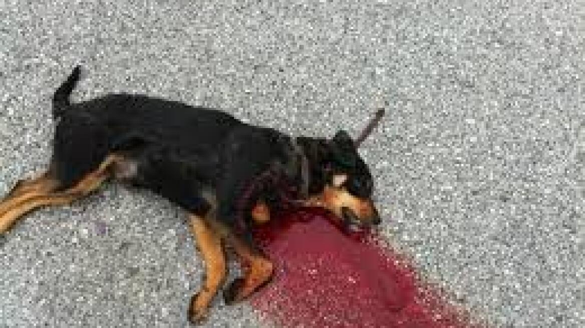 Εν ψυχρώ εκτέλεση αδέσποτου σκύλου στην Μυτιλήνη