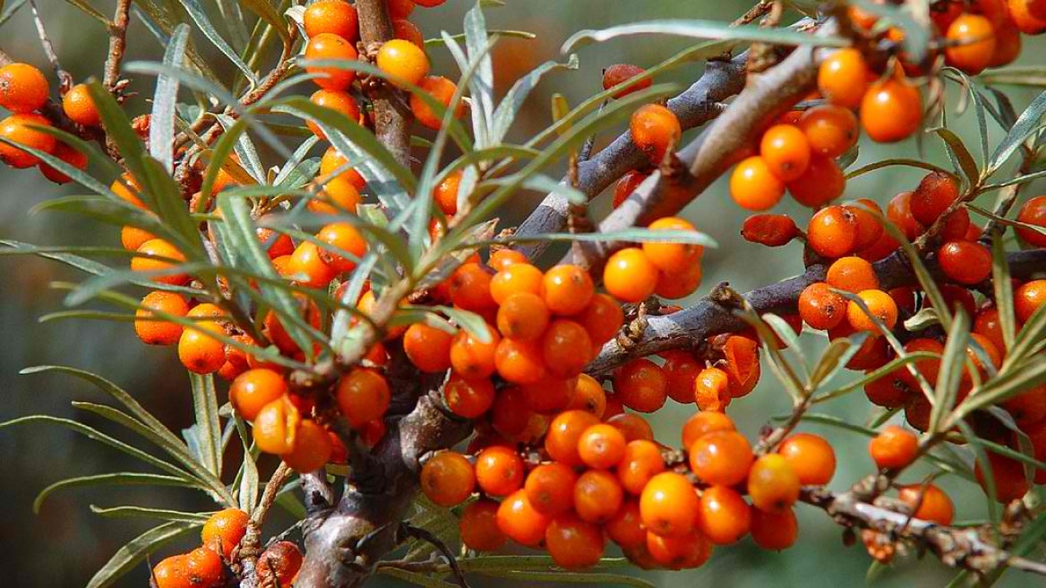 Ιπποφαές: Tροφή κατά της γήρανσης και του καρκίνου