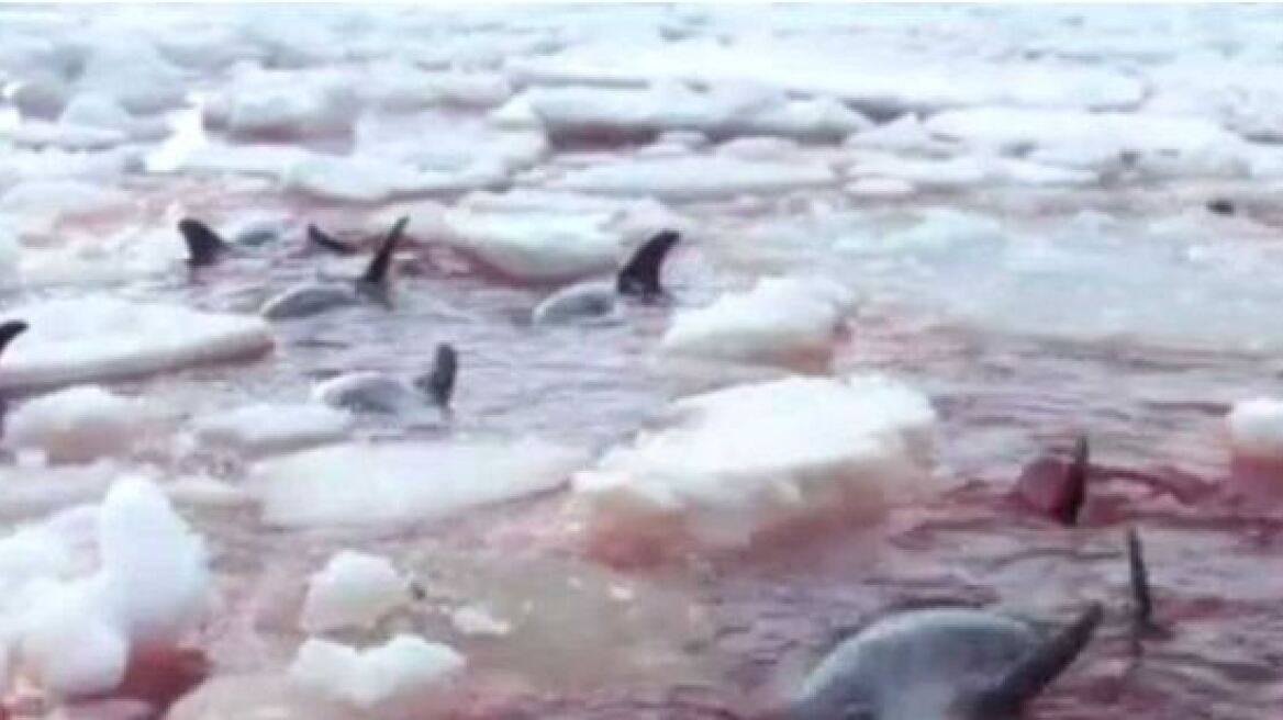 Βίντεο - σοκ: Δελφίνια πεθαίνουν παγιδευμένα στους πάγους