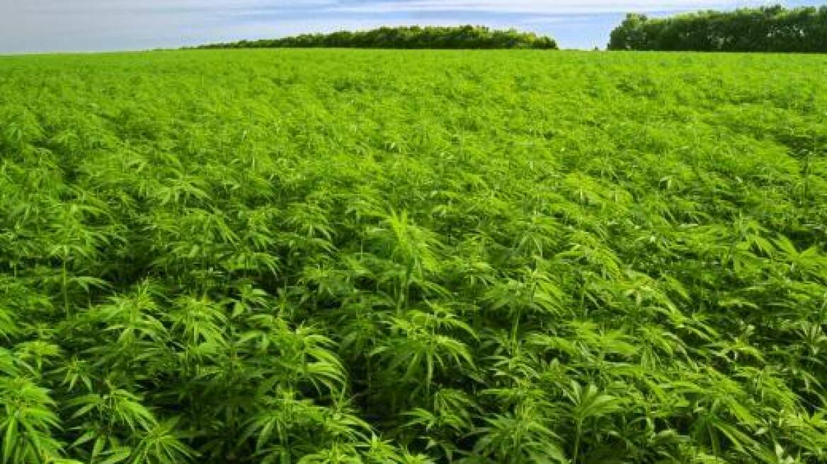 Μεσσηνία: «Καμπάνες» στους καλλιεργητές μεγάλης χασισοφυτείας