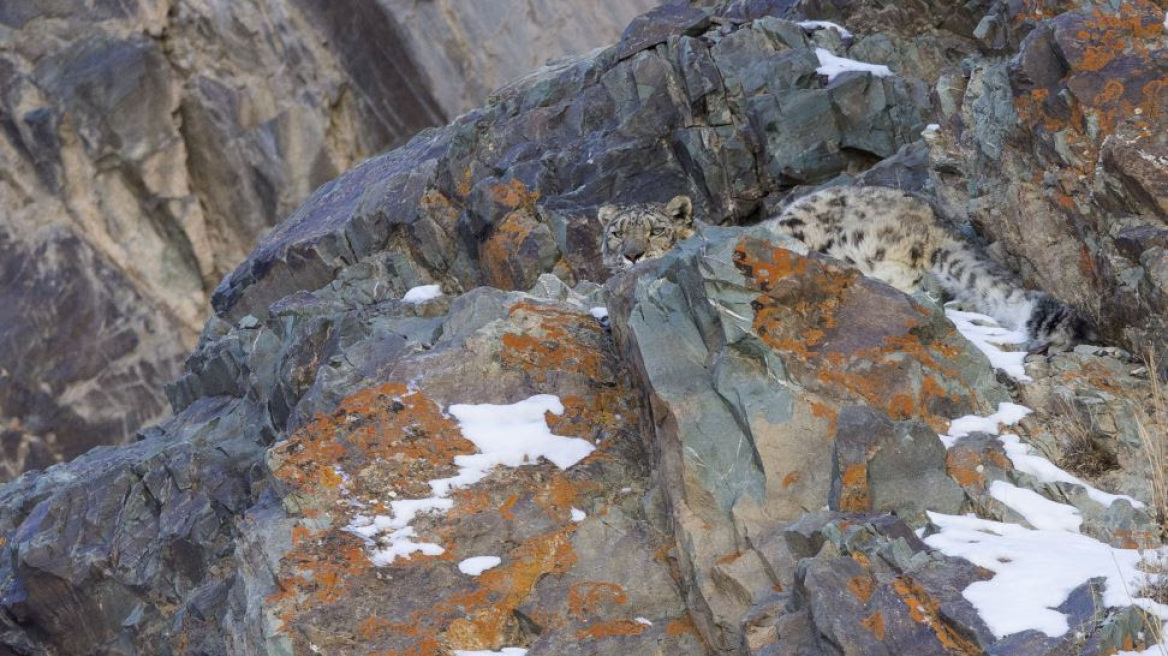 Μοναδικές φωτογραφίες από τη λεοπάρδαλη των χιονιών!