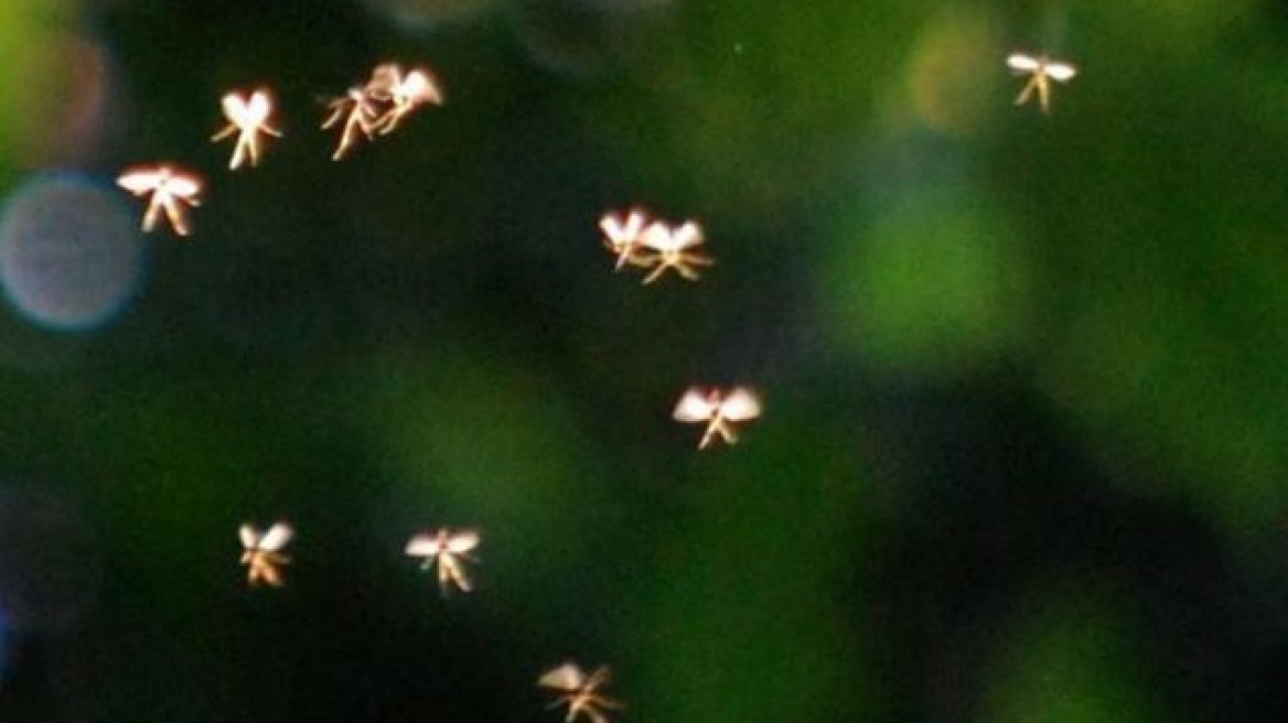 Φωτογραφίες: Μήπως οι νεράιδες υπάρχουν στα αλήθεια;