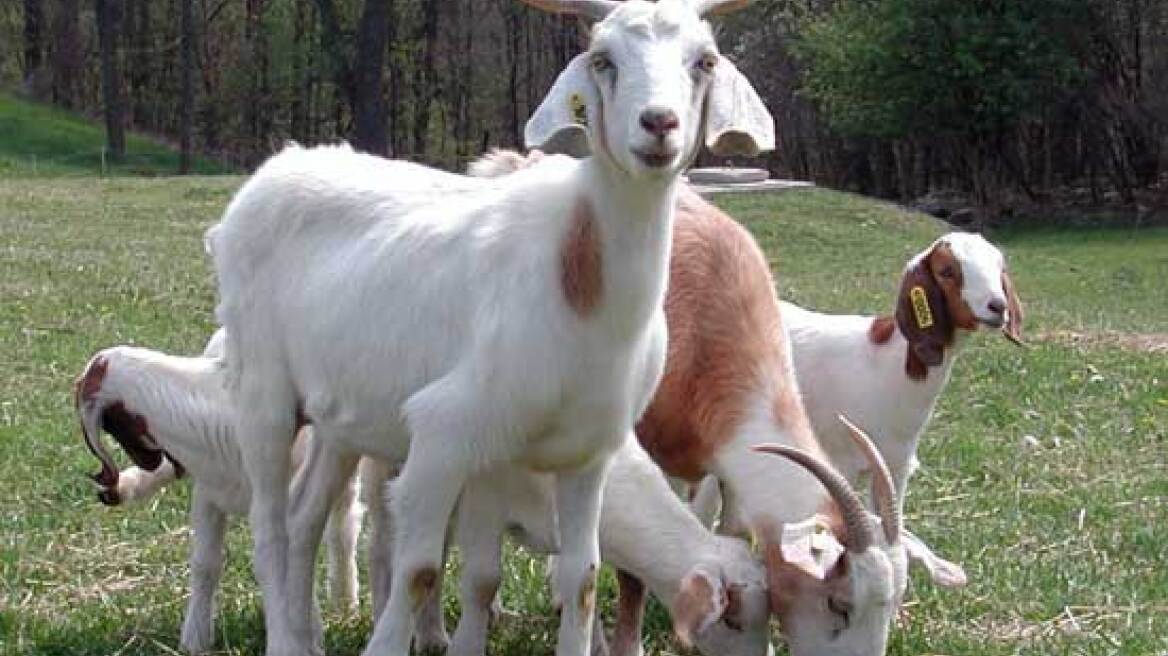 Χαλκιδική: Έφτιαχναν δικό τους κοπάδι με... κλεμμένα ζώα!