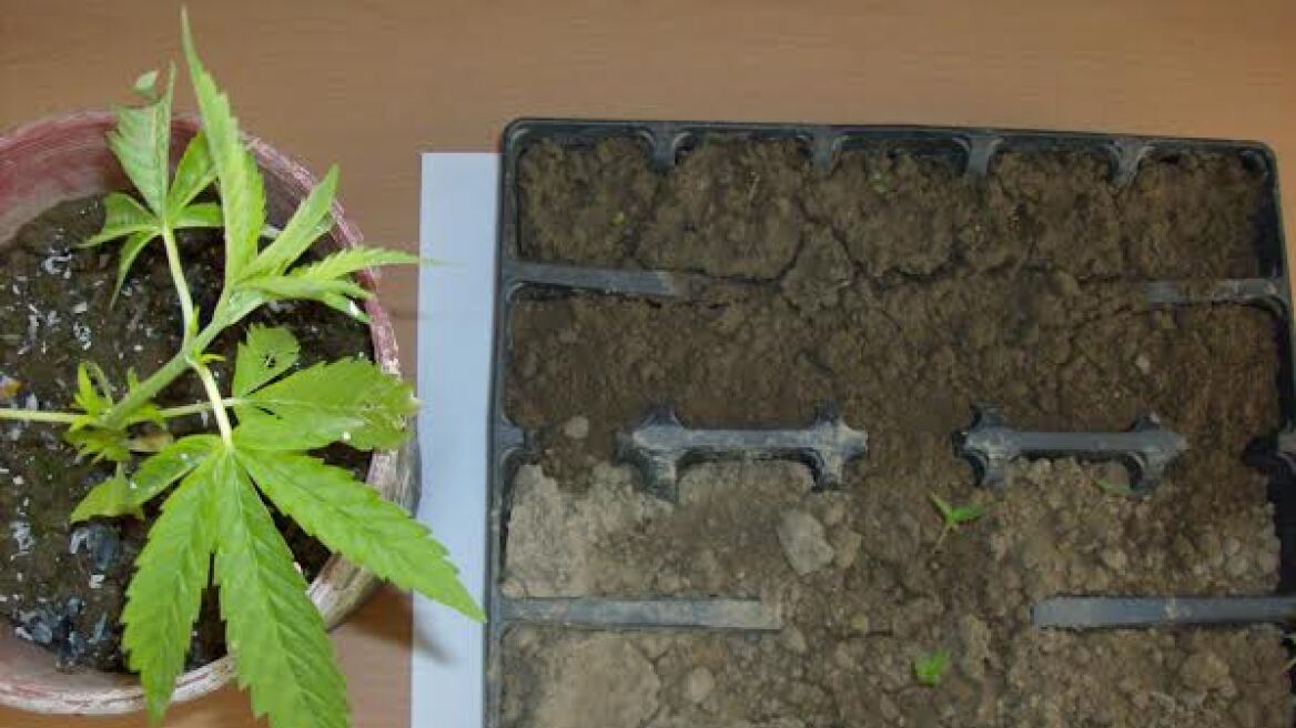 Ηλεία: Φύτεψε χασισόδεντρα ανάμεσα στις πορτοκαλιές!