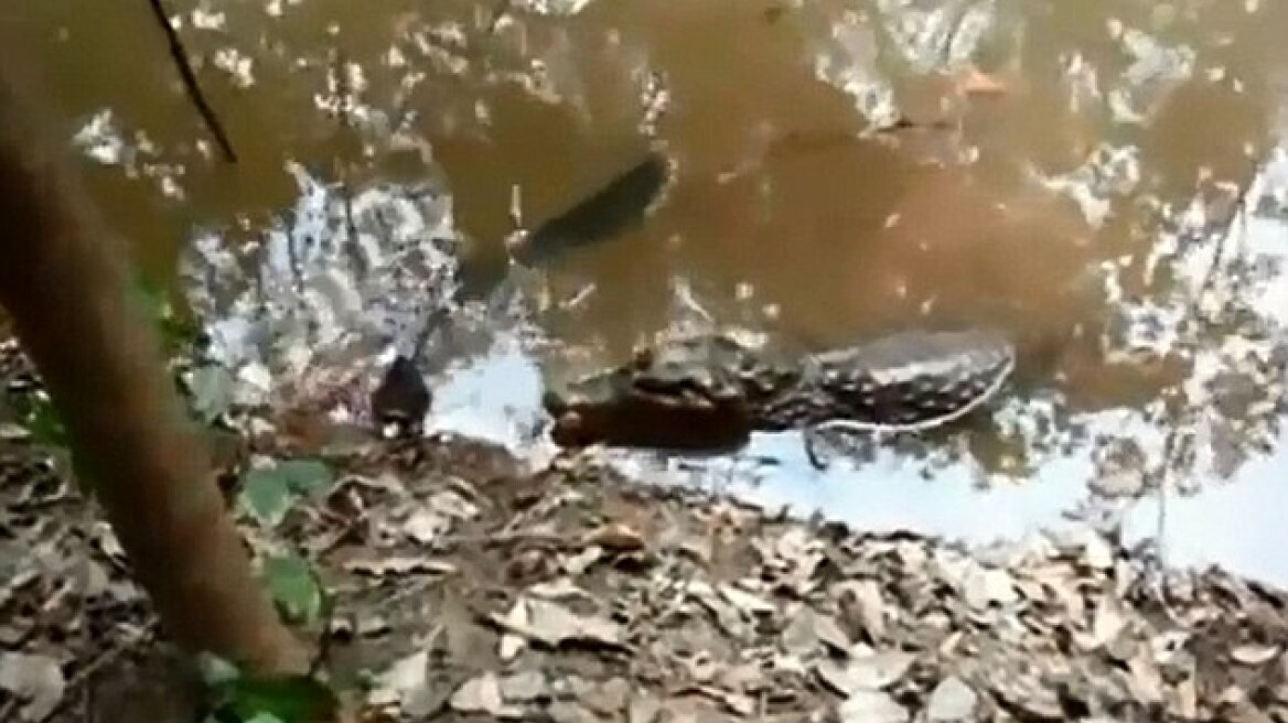 Σοκαριστικό βίντεο: Το τελευταίο γεύμα ενός αλιγάτορα