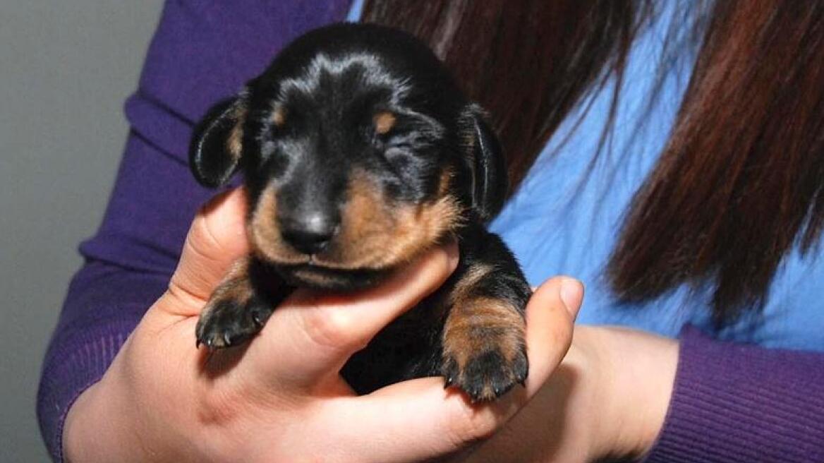 Βρετανία: Η πρώτη κλωνοποίηση σκύλου στη χώρα!