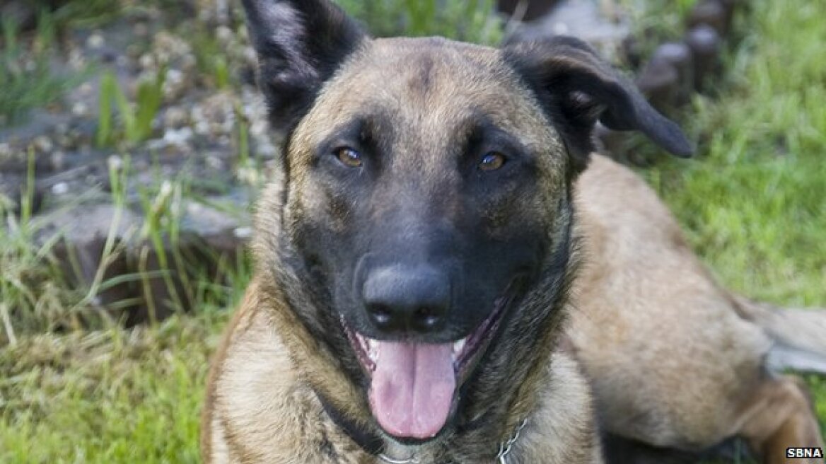 Λονδίνο:Η αστυνομία απάντησε σε κλήση από... σκύλο