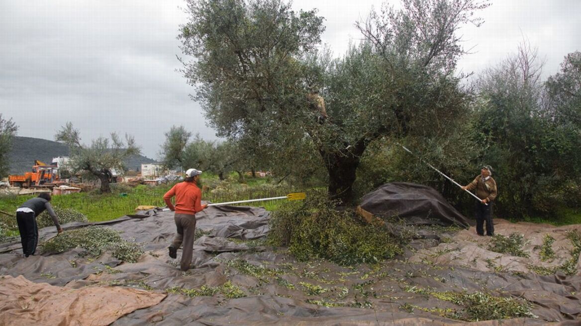 «Μποναμάς» 55 εκατ. ευρώ στους αγρότες πριν το Πάσχα