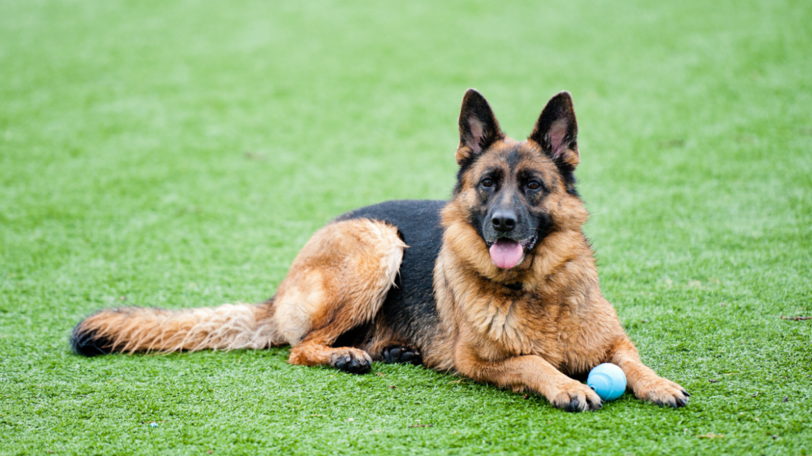 ΗΠΑ: Κάλεσαν για ένορκο έναν... σκύλο! 