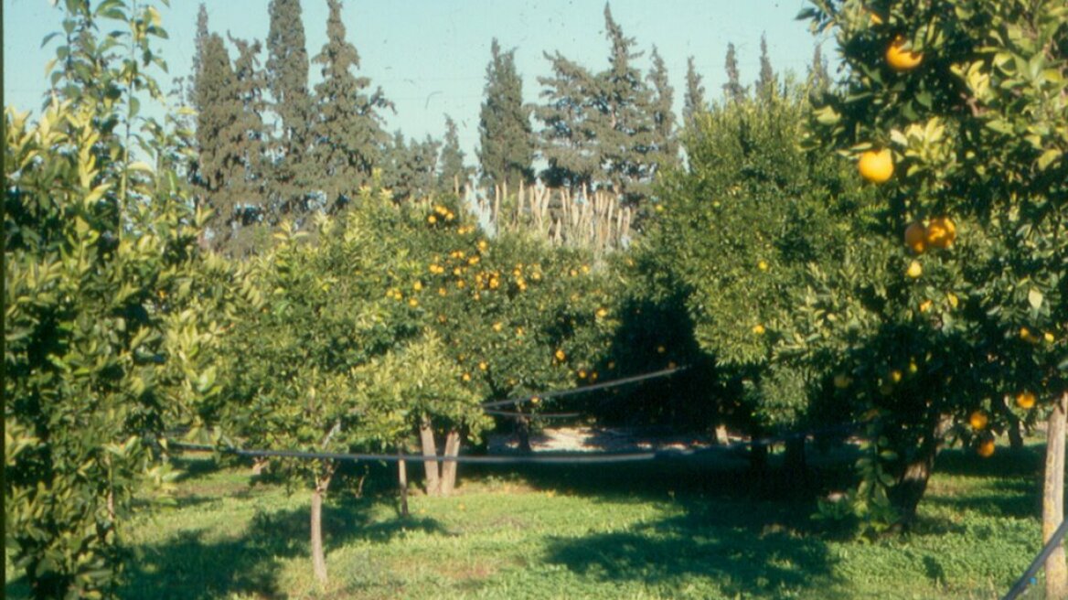 Απίστευτο: Ξήλωσαν μια... Θεσσαλονίκη οπωροφόρα