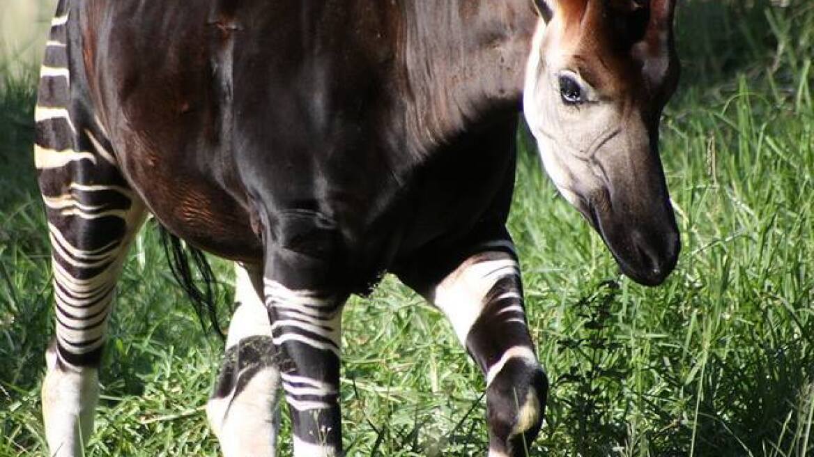 Οκάπι: Kεφάλι καμηλοπάρδαλης σώμα αλόγου και πόδια ζέβρας!