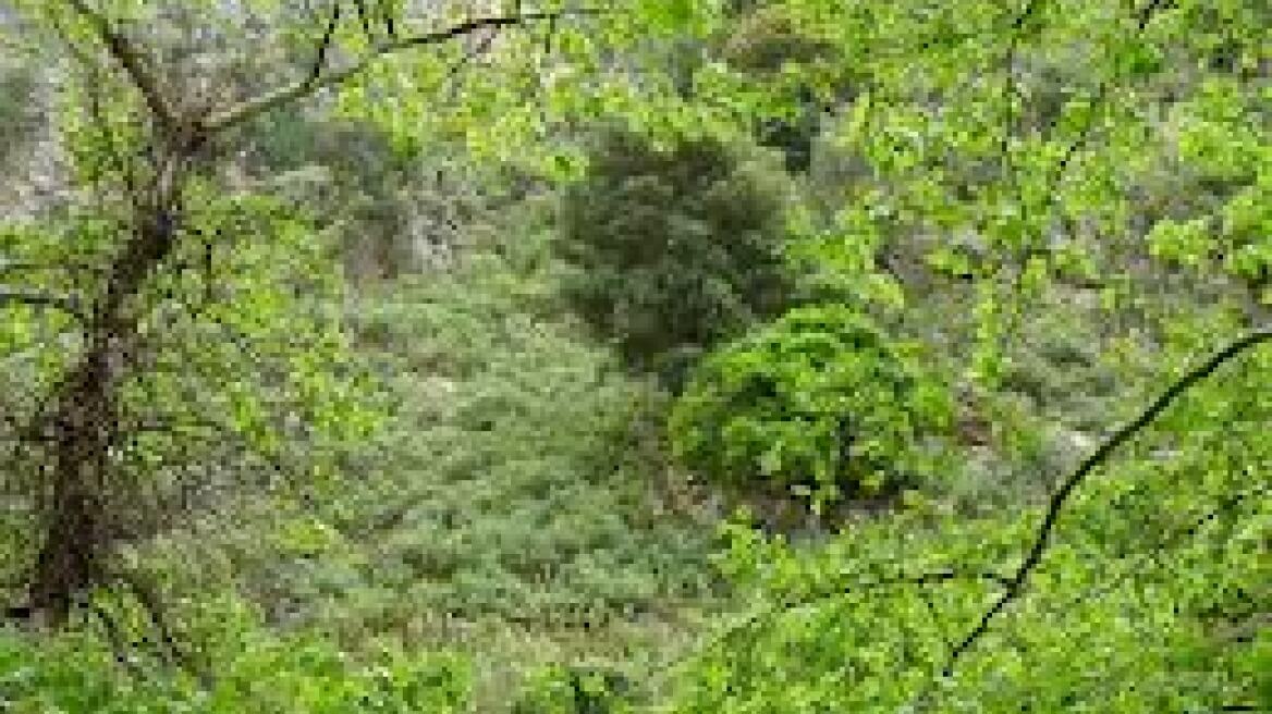 Επιχείρηση διάσωσης στο Δελιανό Φαράγγι στο Καστέλι Χανίων 