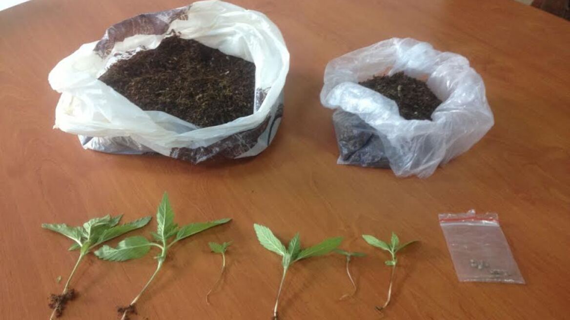 Θήβα: Χασισοκαλλιεργητής έκλεβε καλώδια και διακινούσε καπνό!