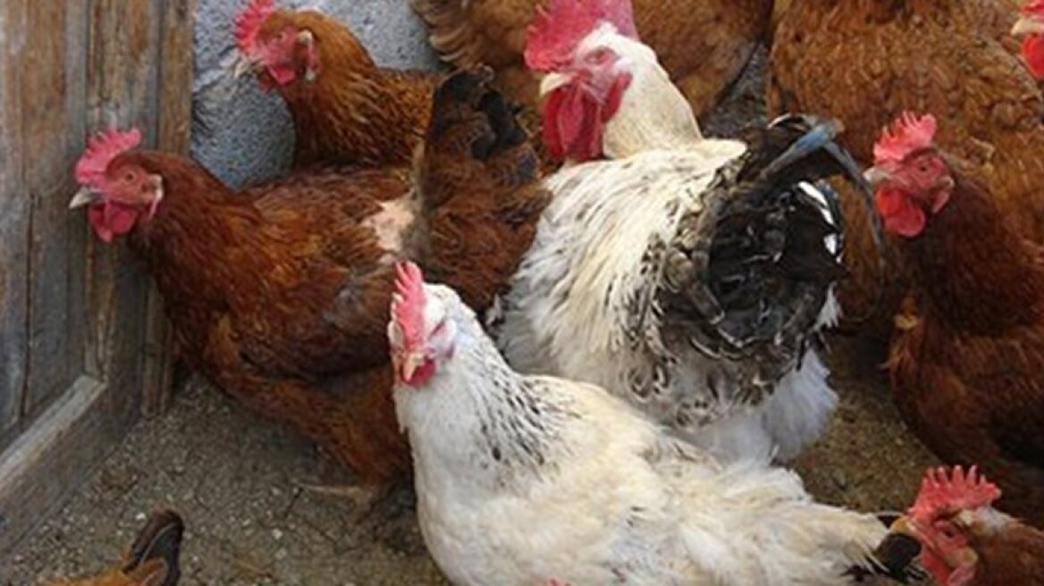 Κλεφτοκοτάδες «χτύπησαν» κοτέτσι στην Αργολίδα