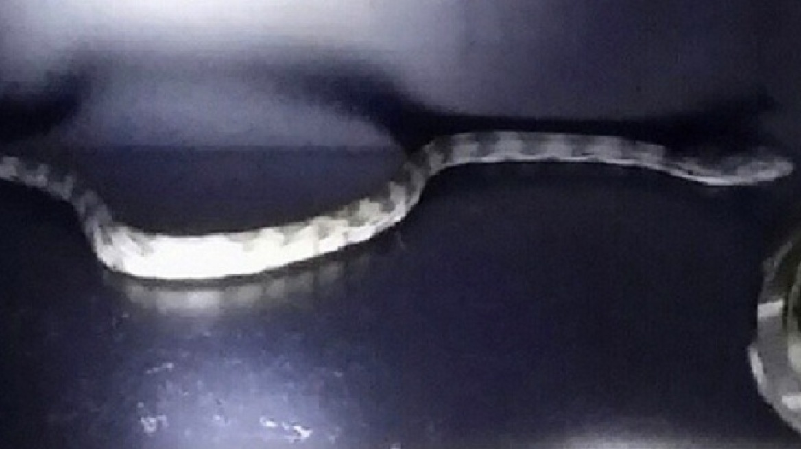 NBA: Βρέθηκε φίδι στα αποδυτήρια των Μπλέιζερς!