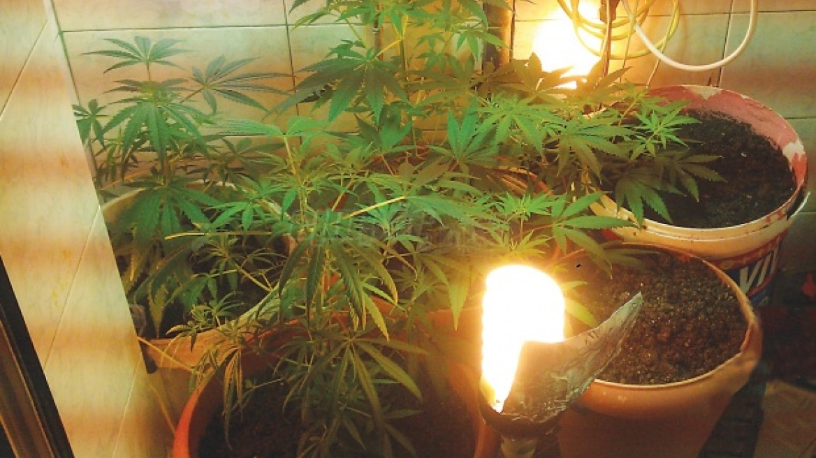 Καλλιεργούσε χασισόδεντρα και διακινούσε την παραγωγή