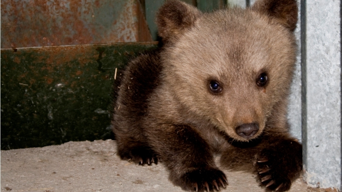 Ζωήρεψε η Ζωή, η ορφανή αρκουδίτσα που υιοθέτησε ο «Αρκτούρος»