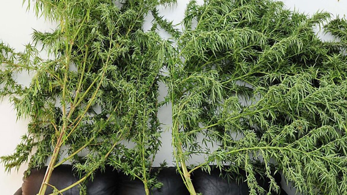 Μίνι χασισοφυτεία σε σπίτι 41χρονου στο Αγρίνιο