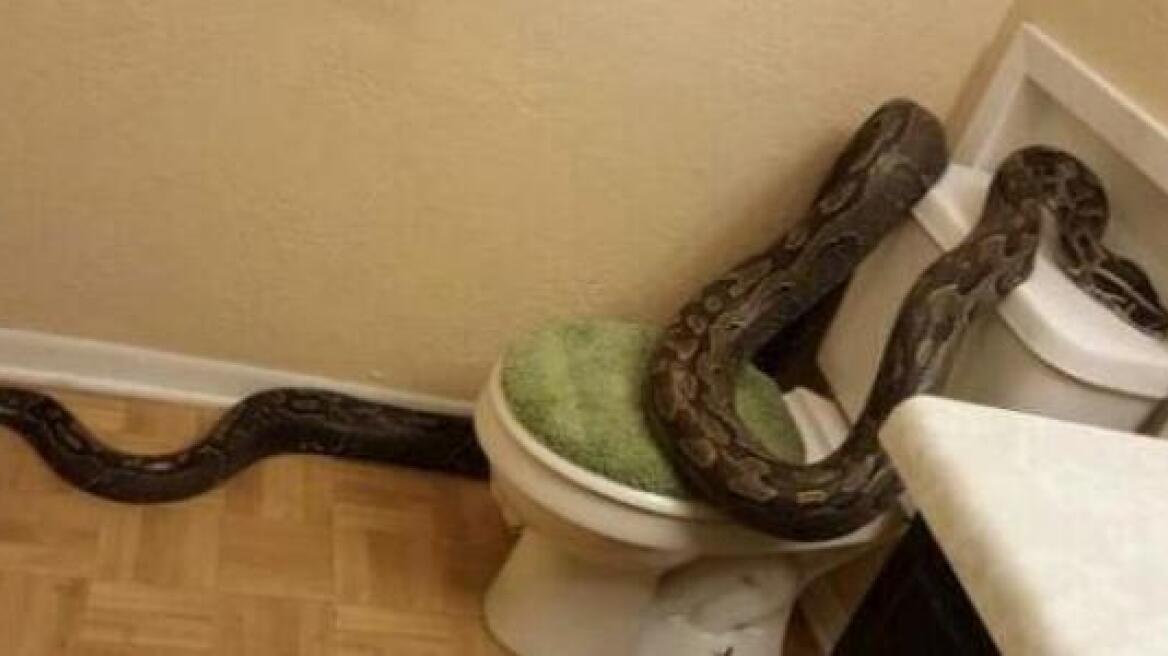 Τέξας: Βρήκε... πύθωνα στο μπάνιο της!