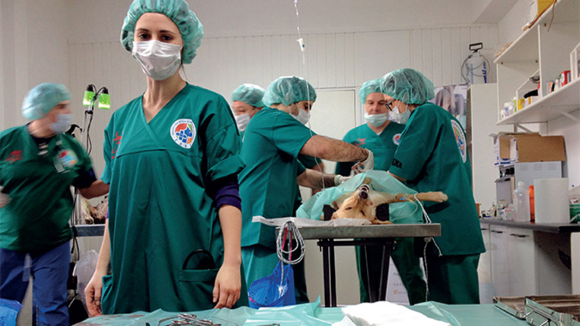 Ήρωες ανάμεσα μας: Η Εθελοντική Δράση Κτηνιάτρων Ελλάδας