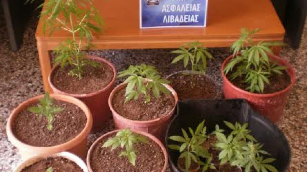 Λιβαδειά: Καλλιεργούσε 17 χασισόδεντρα στο σπίτι του