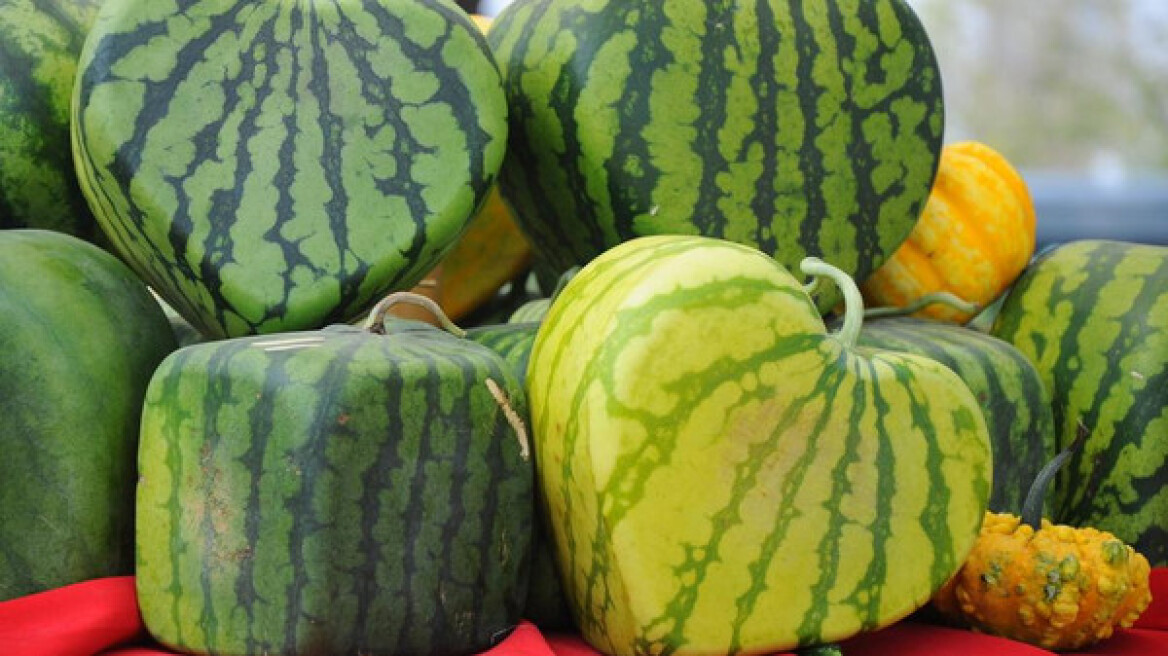 Ξεχάστε το τετράγωνο καρπούζι, τώρα βγήκε και σε καρδιά! 