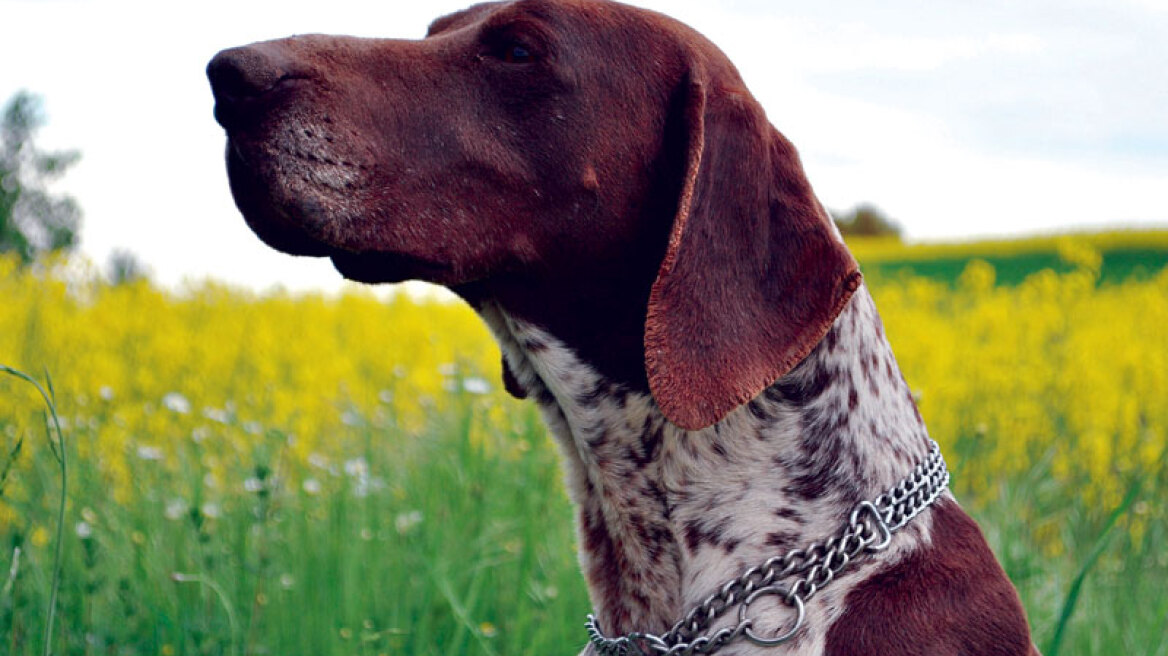 Φλώρινα: Μαζί με τα μετρητά έκλεψε και ένα... κυνηγόσκυλο!
