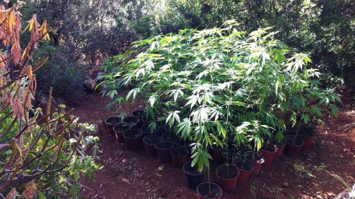 Μεγάλη χασισοφυτεία στη δυτική Μάνη διατηρούσε 37χρονος