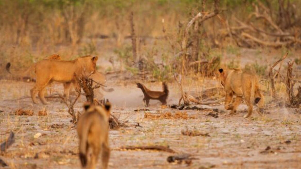 Φανταστικές φωτογραφίες: Ένας μικρός ασβός μάχεται με τέσσερα λιοντάρια!