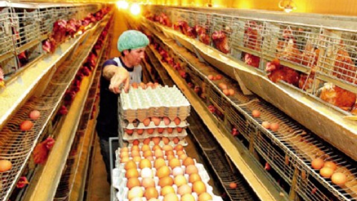 «Να σταματήσουν οι ελληνοποιήσεις αυγών», ζητούν οι αυγοπαραγωγοί  