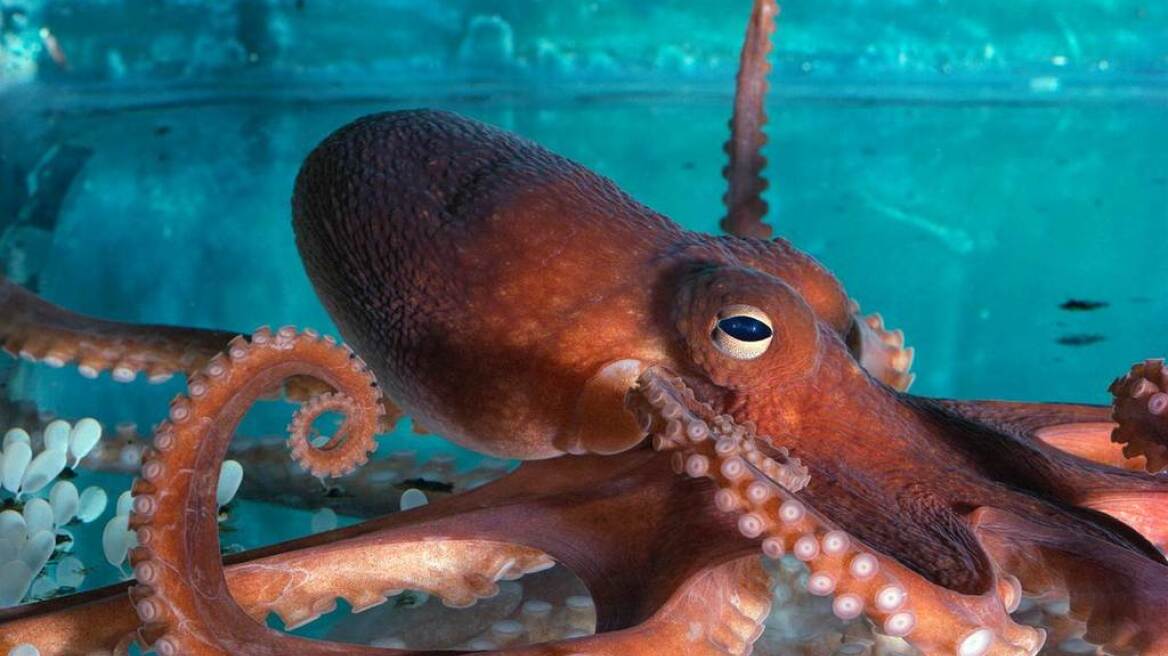 Βίντεο: Πώς τα χταπόδια δεν μπερδεύουν τα πόδια τους;