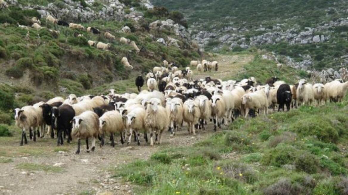 Σε «καραντίνα» όλη η Ηλεία λόγω του πυρετού των προβάτων