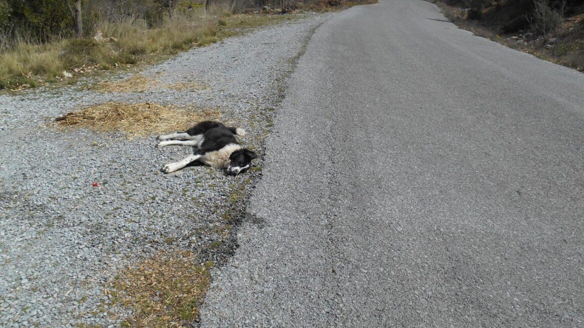 Μεσσηνία: Συνελήφθη 70χρονος Ιταλός που μαχαίρωσε σκύλο