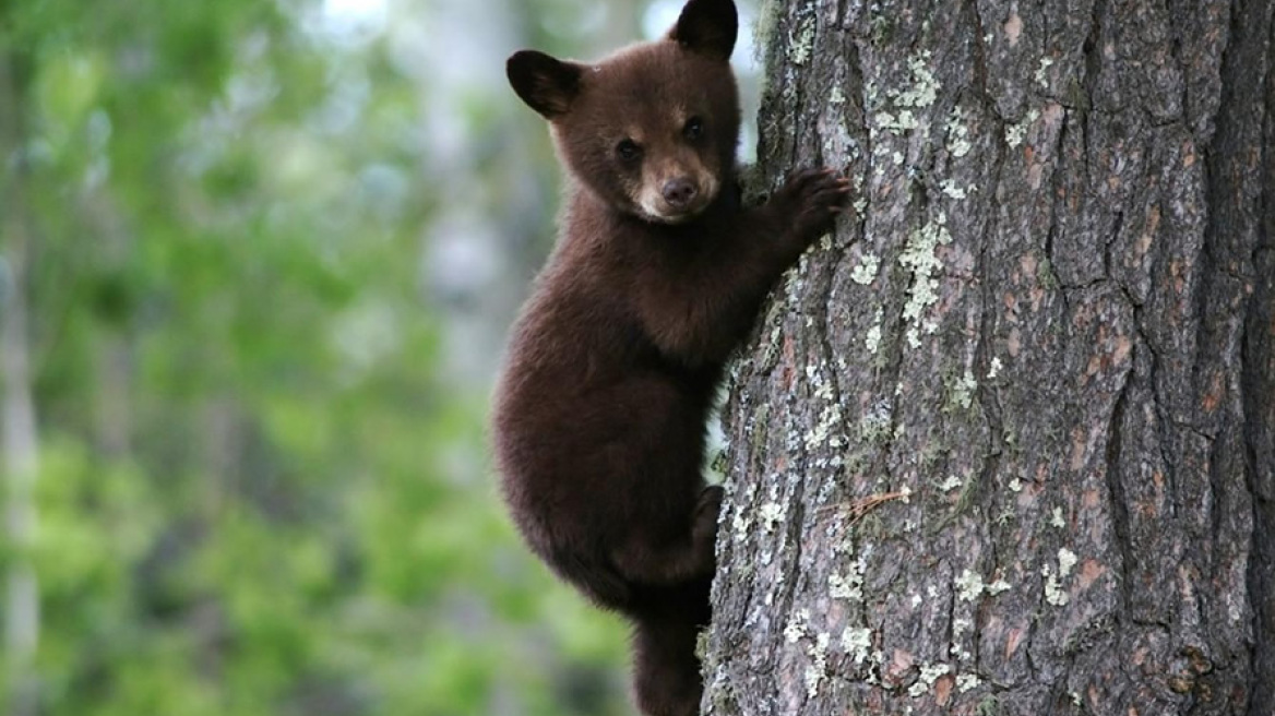 Πίνδος: Πέθανε από ασιτία μικρή αρκουδίτσα