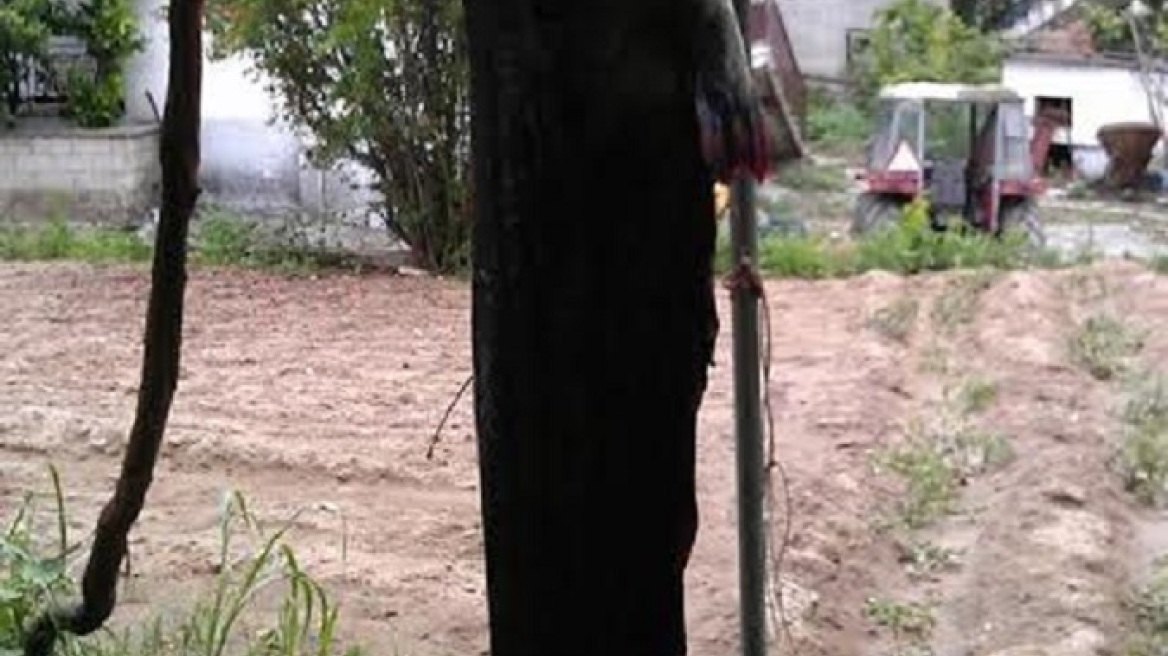 Κοζάνη: Ψάρεψαν γουλιανό-γίγα 150 κιλών!