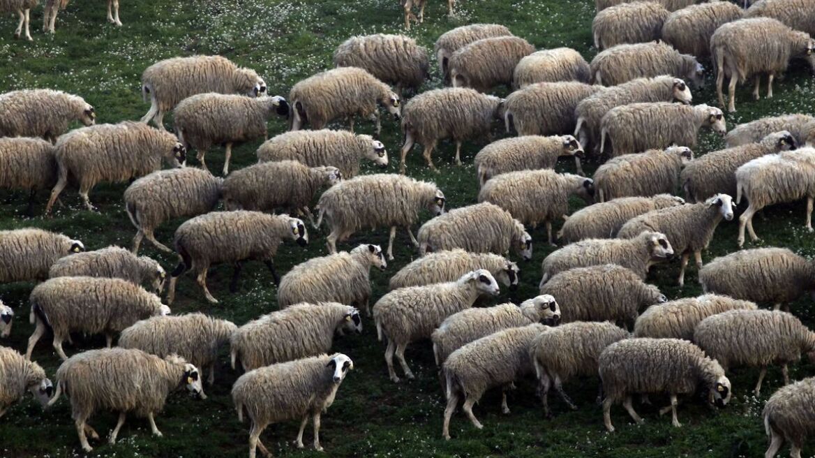 Μαγνησία: Σώθηκε το κοπάδι, κάηκαν τα κυνηγόσκυλα!