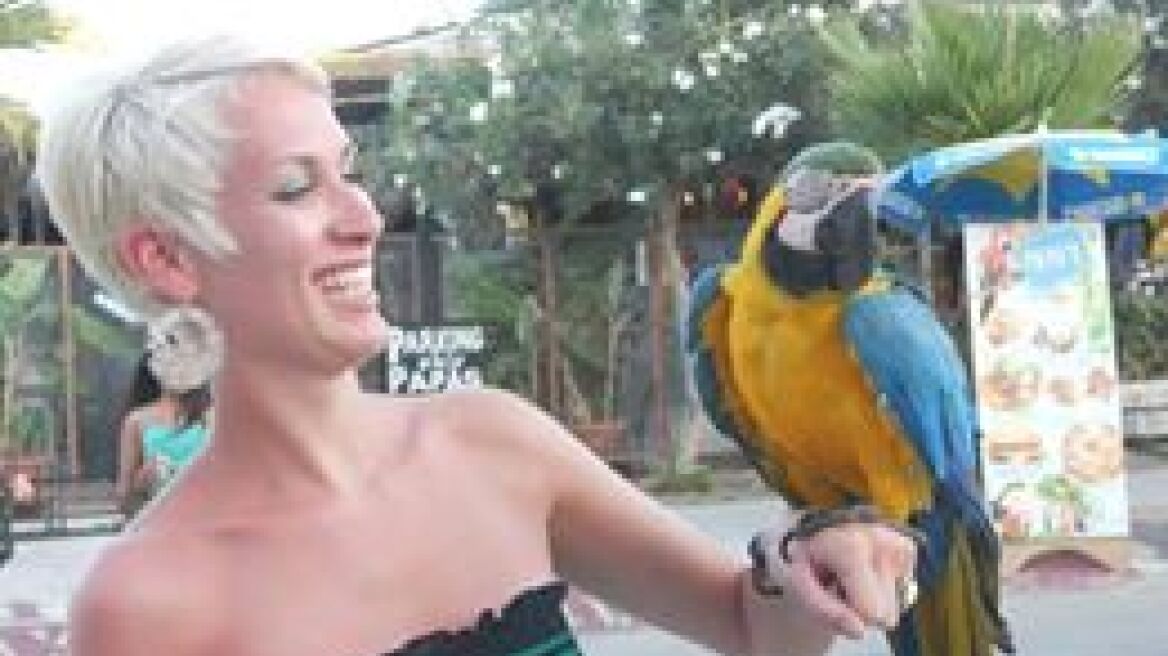 Παπαγάλος θύμα τροχαίου στην Κω!