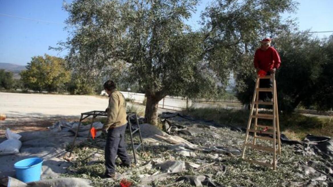 Κατέρρευσε η παραγωγή ελαιολάδου λόγω της ακαρπίας στα δέντρα
