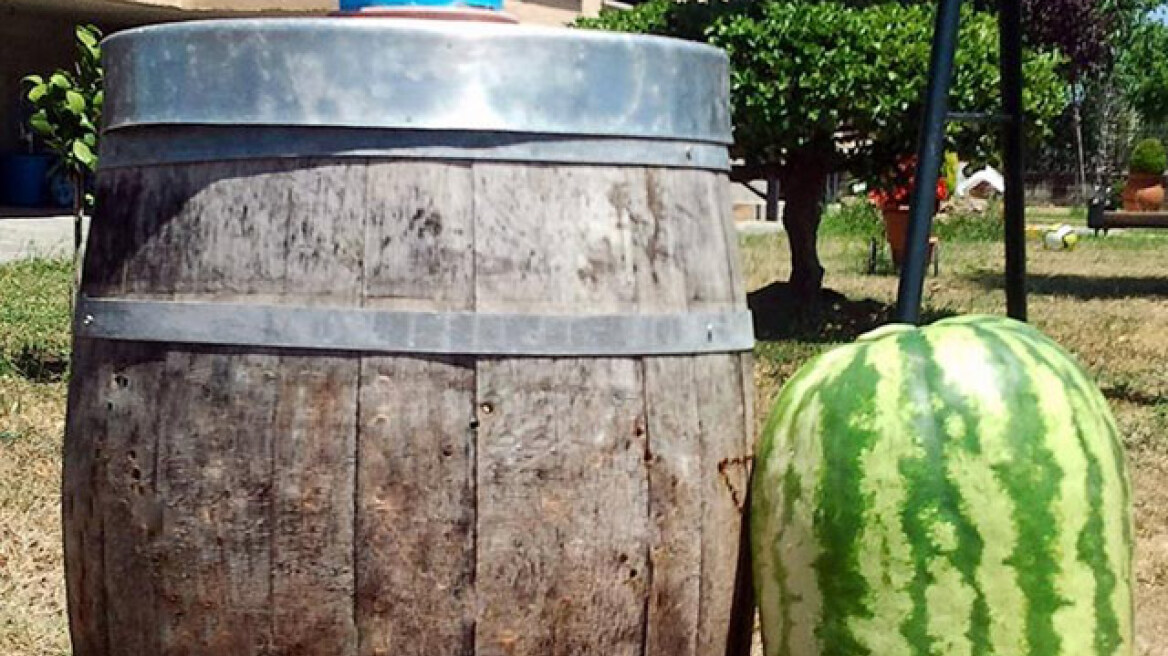 Ποια Σαντορίνη; Δείτε το καρπούζι της Καλαμπάκας που ζυγίζει 45 ολόκληρα κιλά