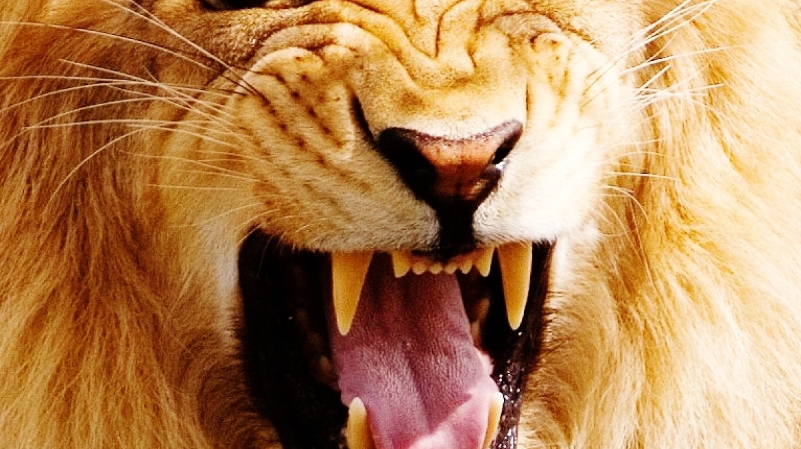 Τα ζώδια με αντίθετα χαρακτηριστικά!