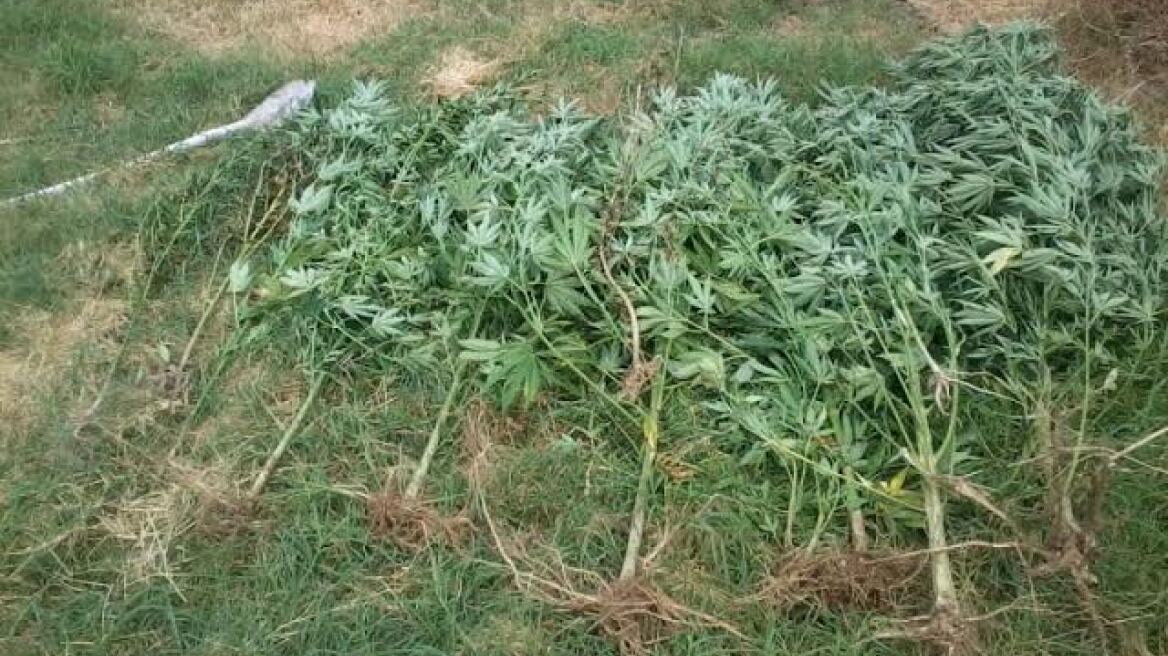 Σέρρες: Καλλιεργούσε γιγάντια χασισόδεντρα στην αυλή του