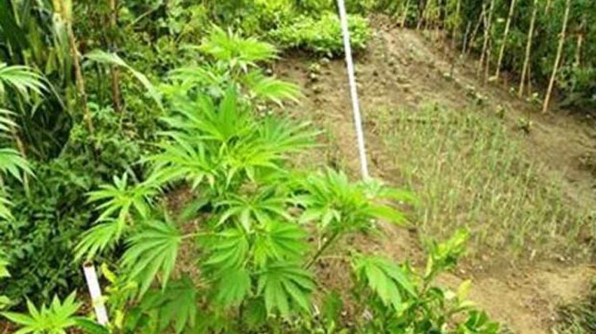 Σπίτια με κήπους από… χασισόδεντρα στην Ξάνθη!