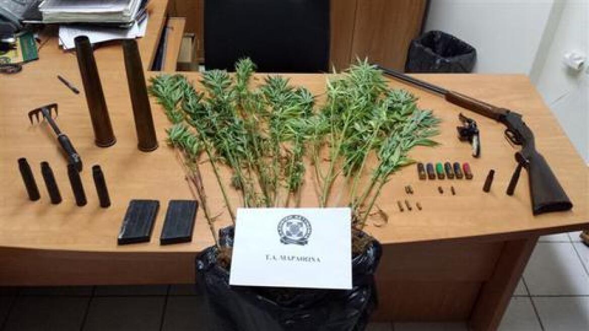 Συλλήψεις για καλλιέργεια δενδρυλλίων κάνναβης