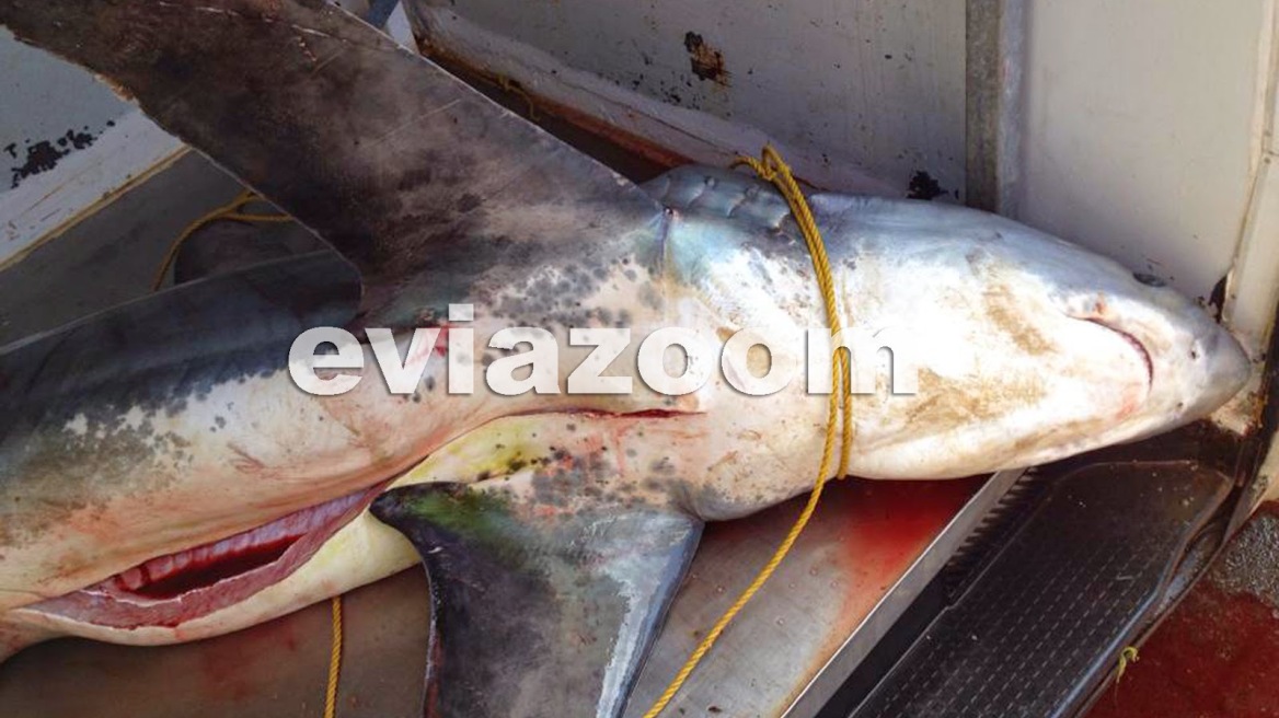 Αλιβέρι: Ψάρεψαν σκυλόψαρο μήκους 3,5 μέτρων! 