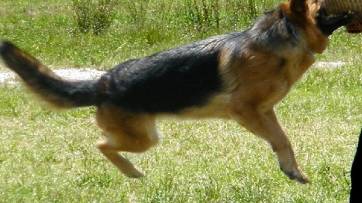 Λέρος: Στα σαγόνια δύο μανιασμένων λυκόσκυλων 15 μηνών κοριτσάκι 