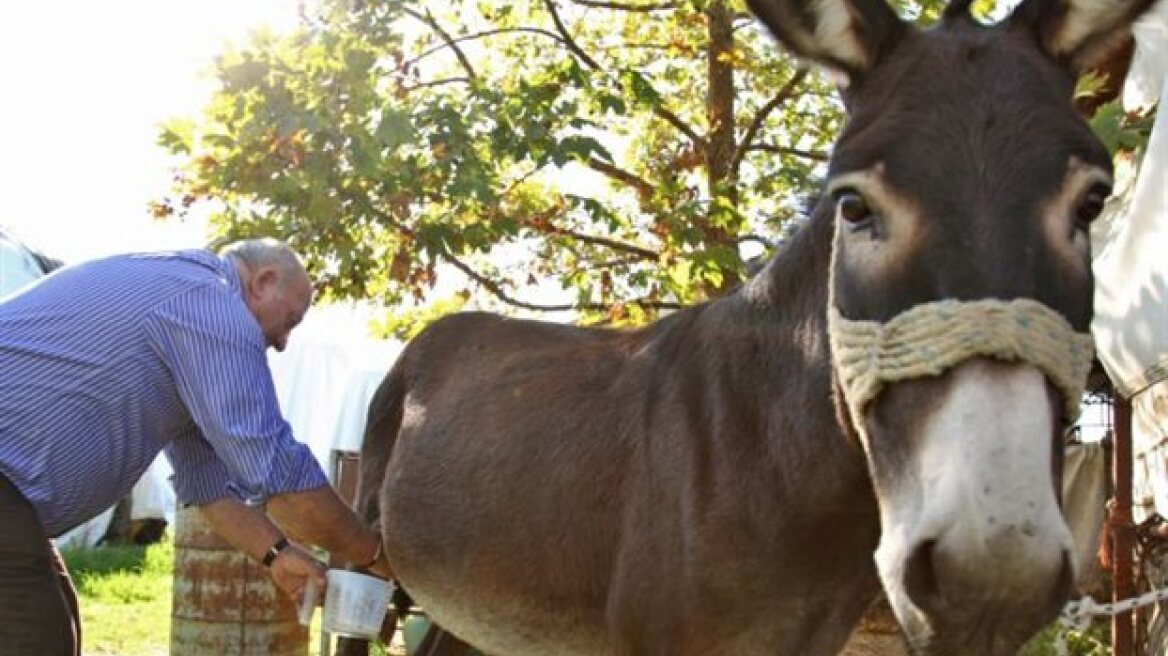 Πιο ακριβό και από μια γαλλική σαμπάνια το γαϊδουρινό γάλα Νιγρίτας!